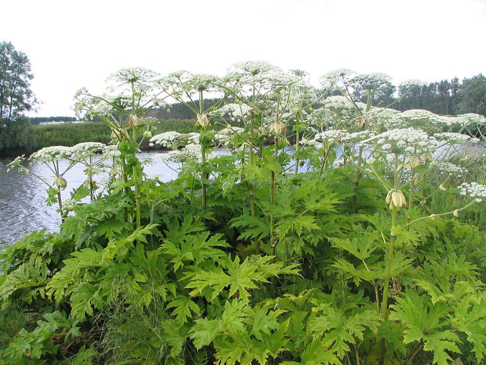 giant hogweed (commons.wikimedia.org/GerardM)