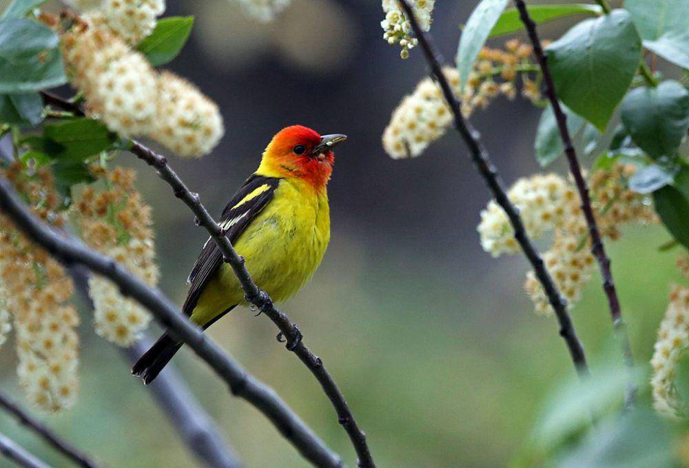 western tanager (commons.wikimedia.org/USFWS - Pacific Region)