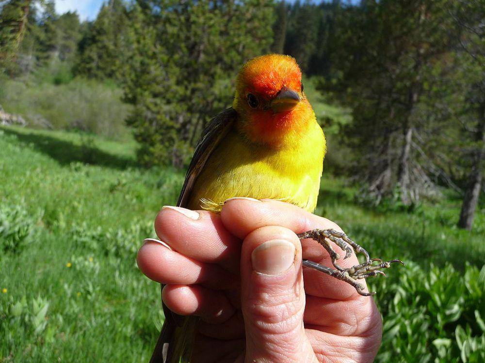 western tanager (commons.wikimedia.org/LassenNPS)