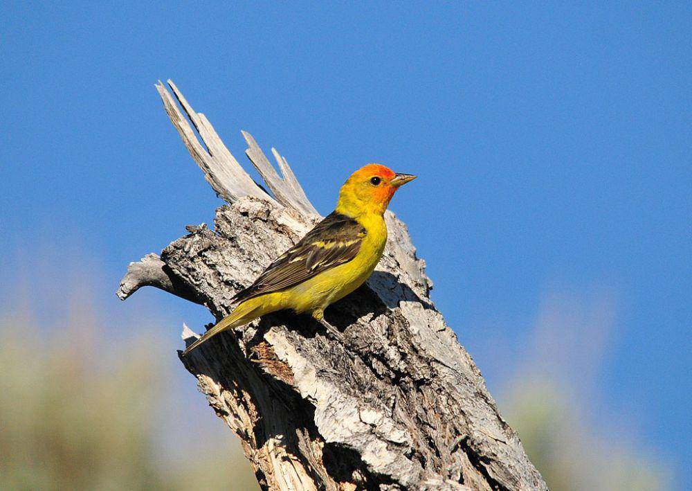 western tanager (commons.wikimedia.org/USFWS Mountain-Prairie)