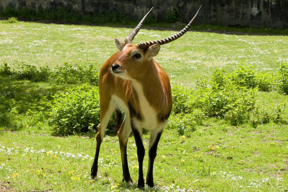ilustrasi lechwe (flickr.com/Derwisz)
