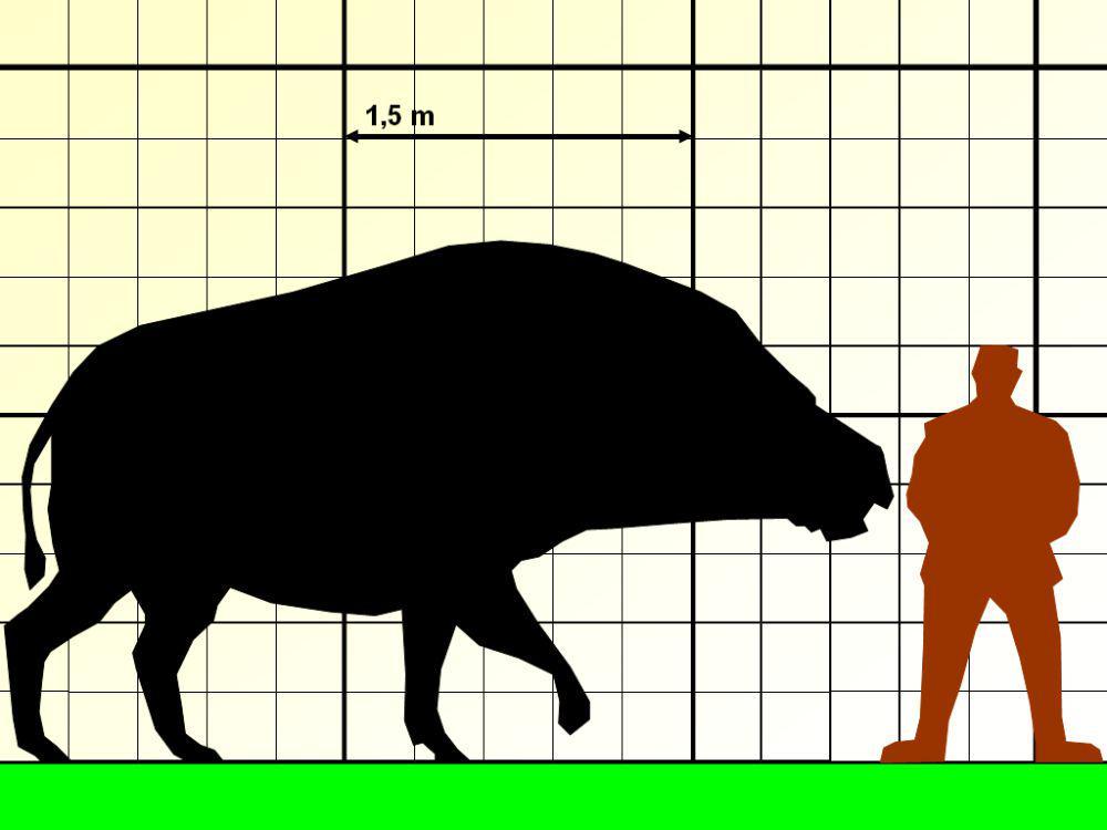 ilustrasi entelodon (commons.wikimedia.org/Domser)
