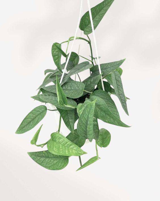 ilustrasi sirih gading cebu blue pothos (pinterest.com/mygreenscape.ca)