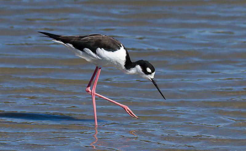 Ilustrasi burung Black-necked Stilt (commons.m.wikimedia.org/Frank Schulenburg)