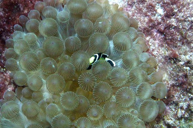 ilustrasi Amphiprion mccullochi (commons.wikimedia.org/Dianne J. Bray)