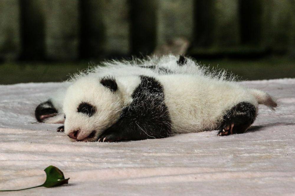 ilustrasi anak panda (pixabay.com/MarmotWhistler)