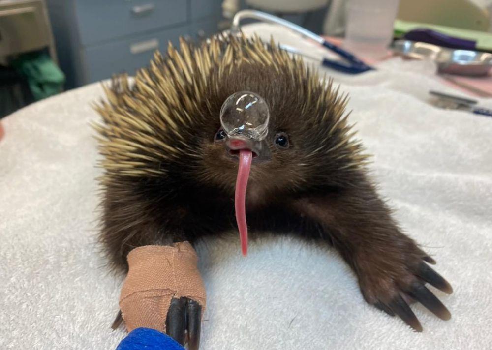 5 Fakta Menarik Echidna, Mamalia Bertelur Selain Platipus