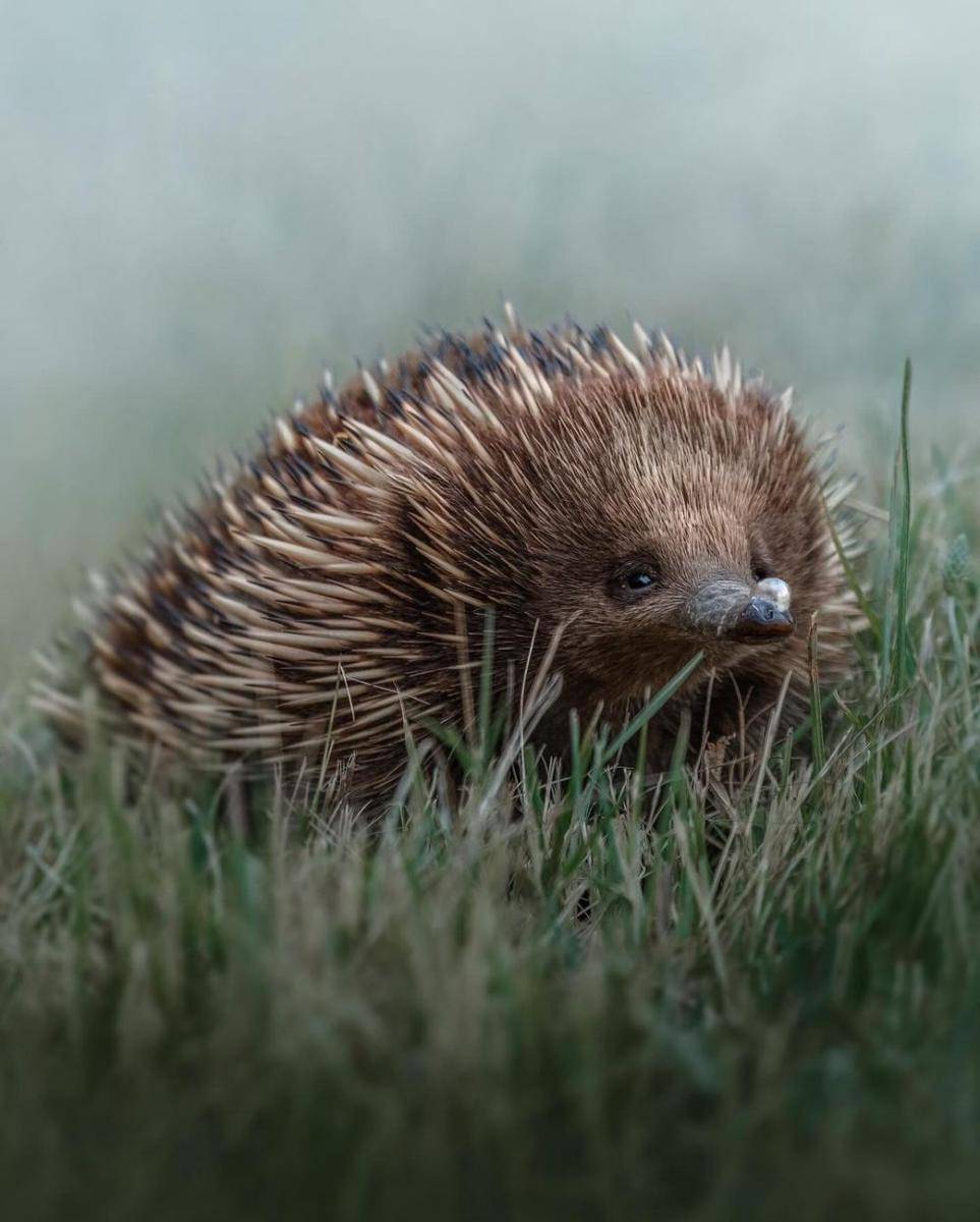 Echidna (instagram.com/katenewmanphoto)