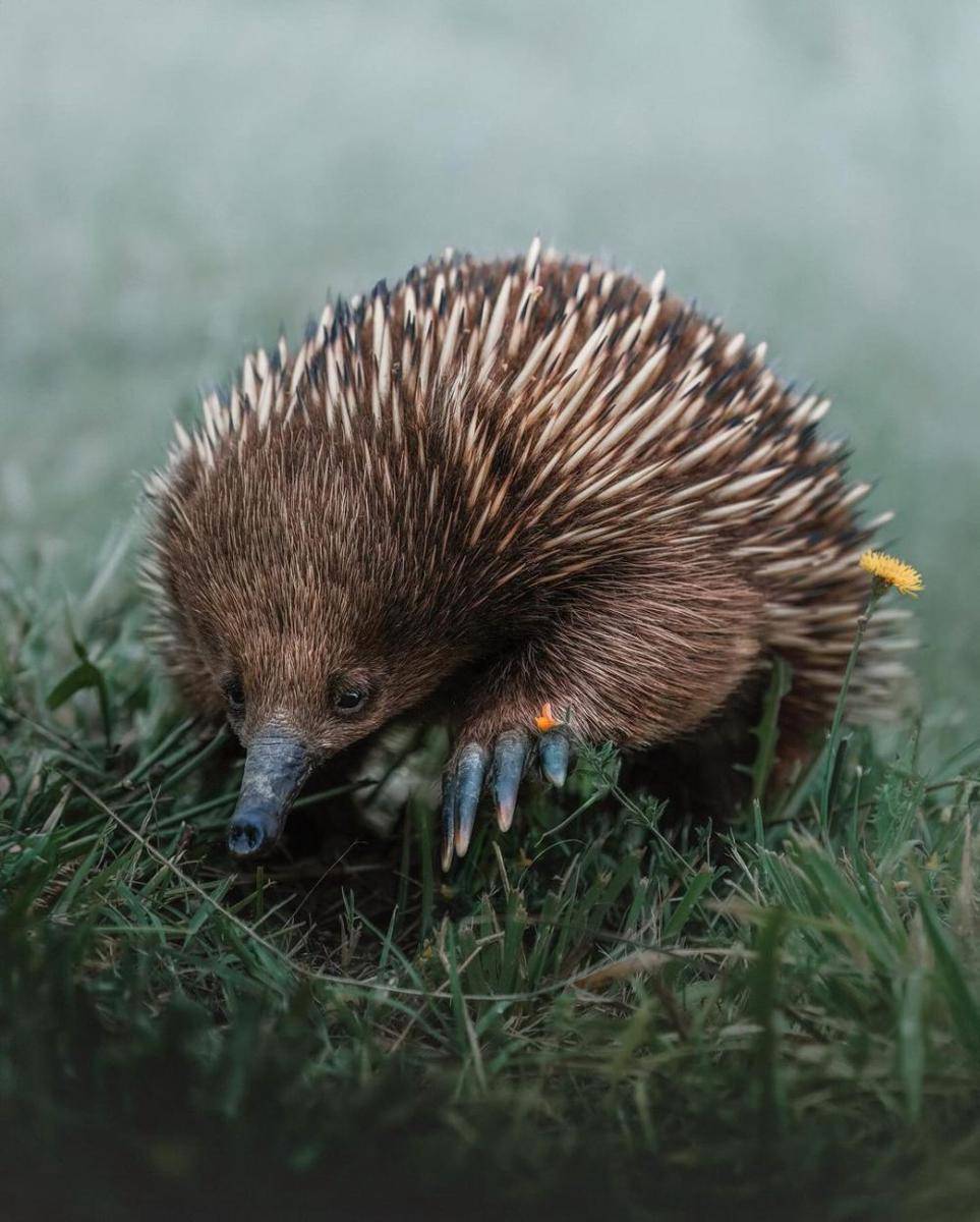 Echidna (instagram.com/katenewmanphoto)