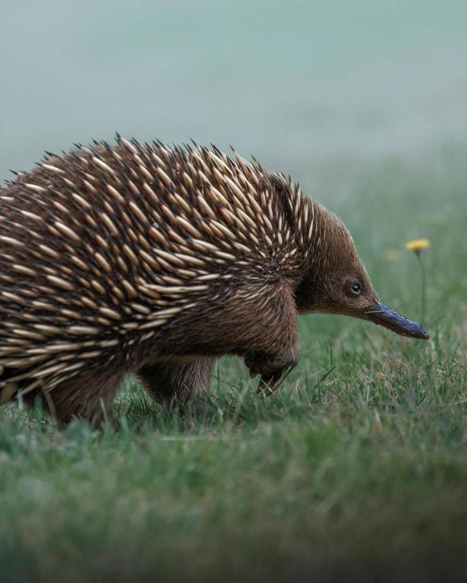 Echidna (instagram.com/katenewmanphoto)