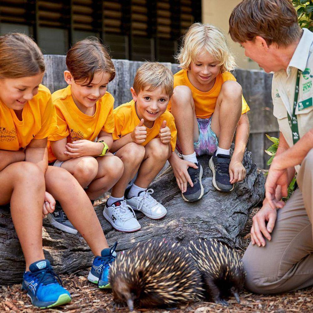 Echidna (instagram.com/torangazoo)