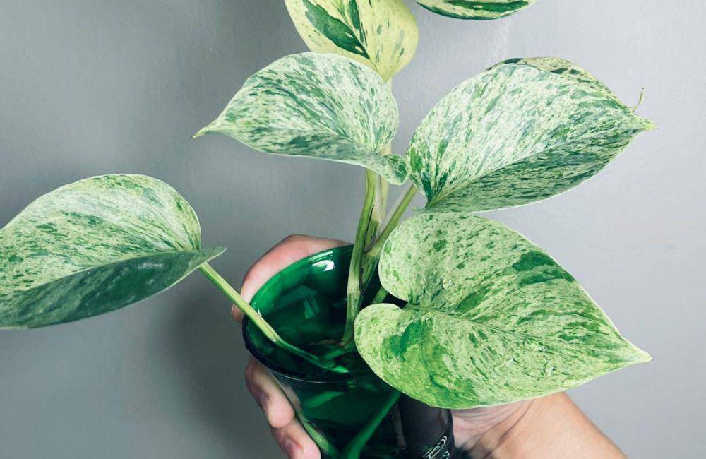 ilustrasi sirih gading marble queen (pexels.com/Jason Franc)