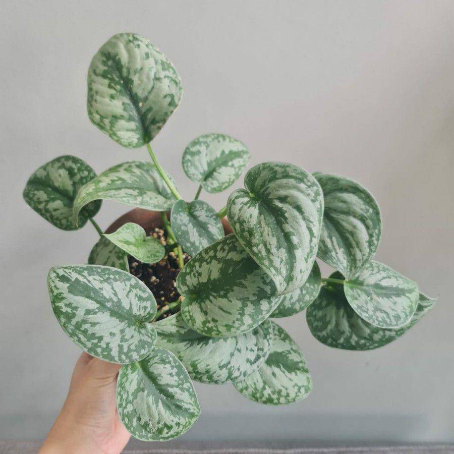 ilustrasi sirih gading silver (tokopedia.com/florist katusba)