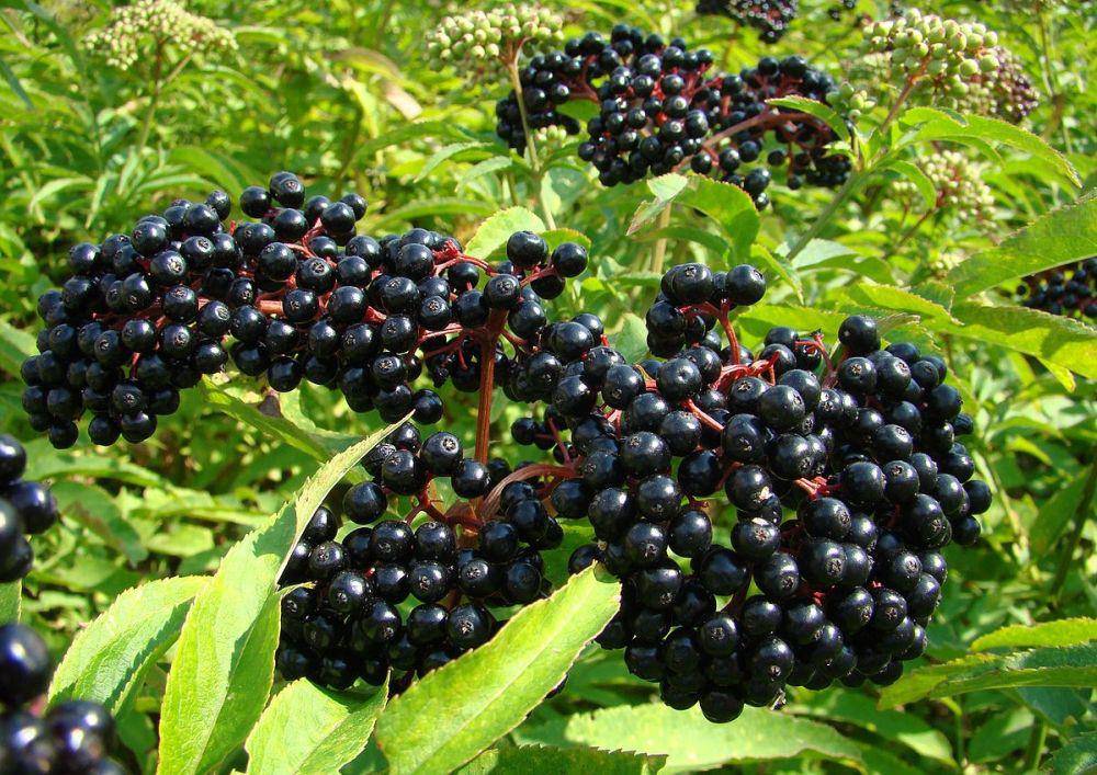 ilustrasi elderberry (commons.wikimedia.org/Edal Anton Lefterov)