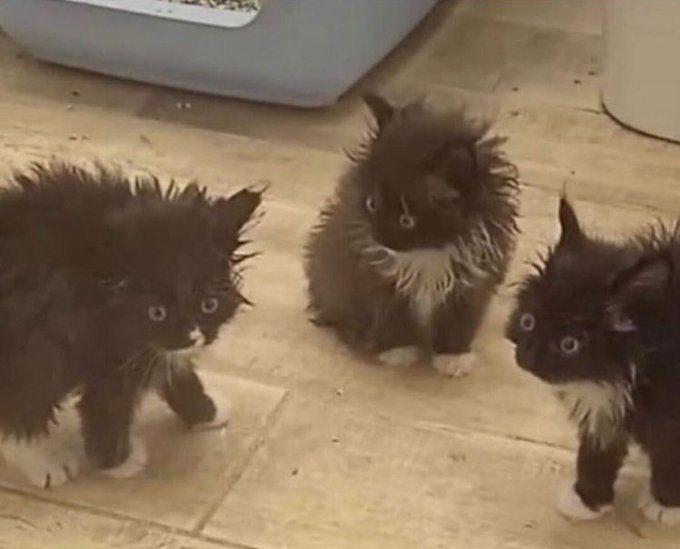 potret lucu drama kucing di tempat kerja (x.com/CatWorkers)