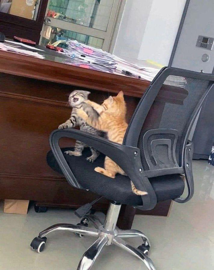 potret lucu drama kucing di tempat kerja (x.com/Catsillyness)