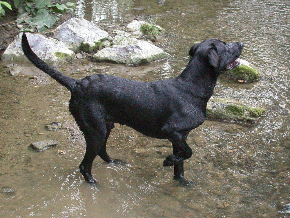 anjing black labrador retriever (commons.wikimedia.org/dee.lite)