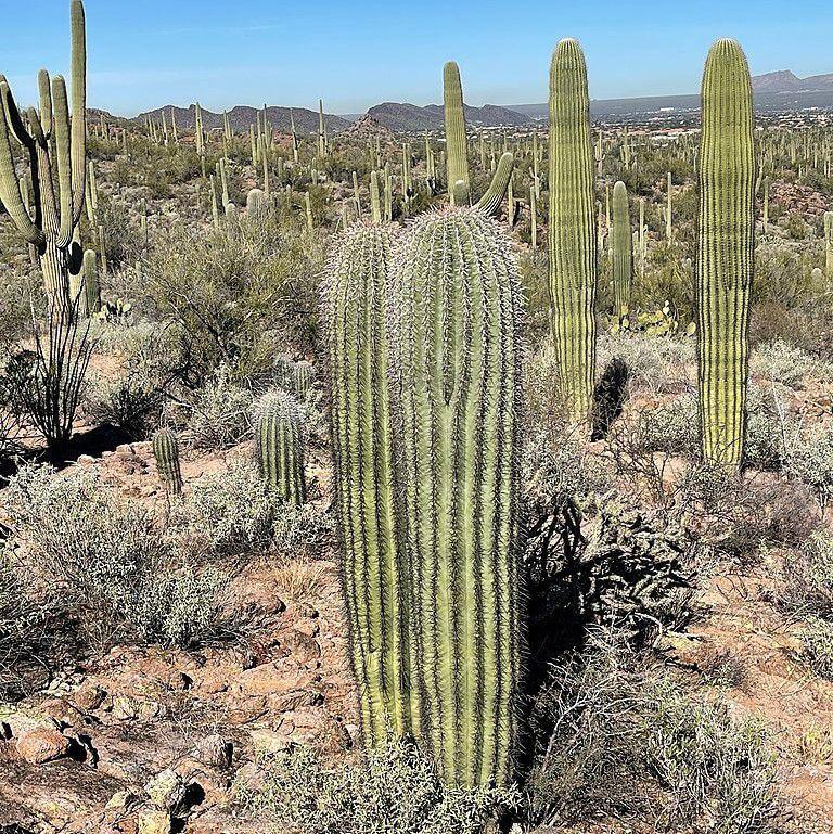 kaktus saguaro (commons.wikimedia.org/CK Kelly)