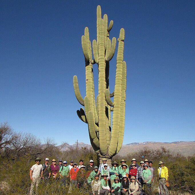kaktus saguaro (commons.wikimedia.org/NPS)