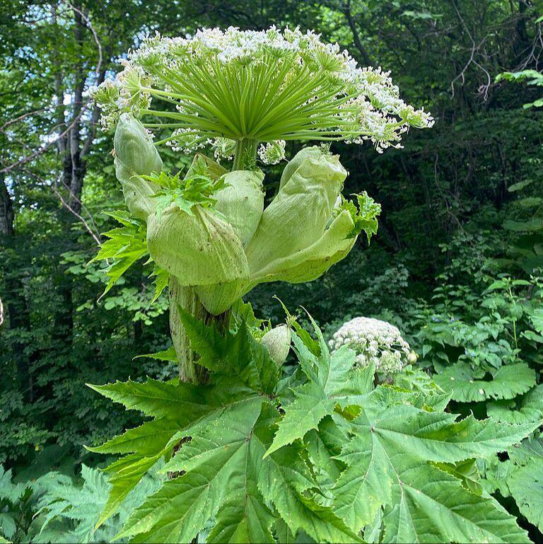 giant hogweed (commons.wikimedia.org/ilya_rudenko)