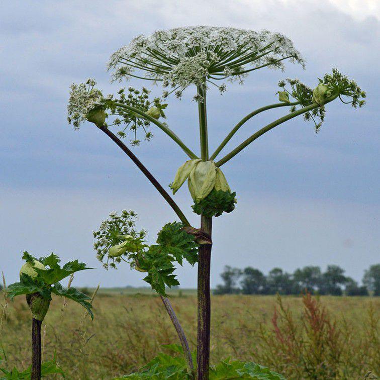 giant hogweed (commons.wikimedia.org/Huhu Uet)