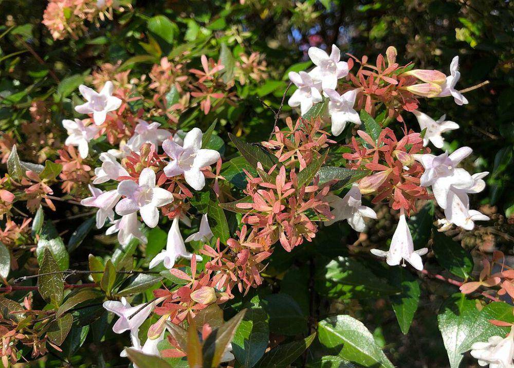spesies abelia × grandiflora (commons.wikimedia.org/Famartin)