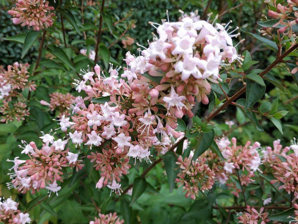 spesies abelia chinensis (instagram.com/lejardiniervoyageur)