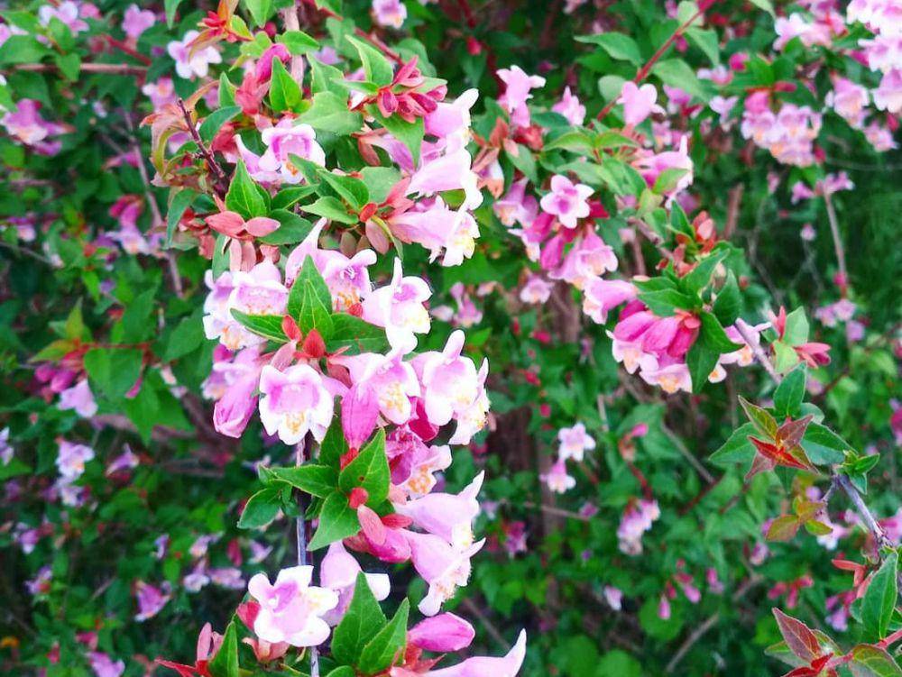 spesies abelia uniflora (instagram.com/max_pirata)