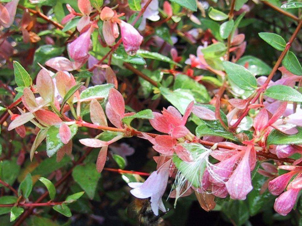 spesies abelia parvifolia (instagram.com/iplantsman)