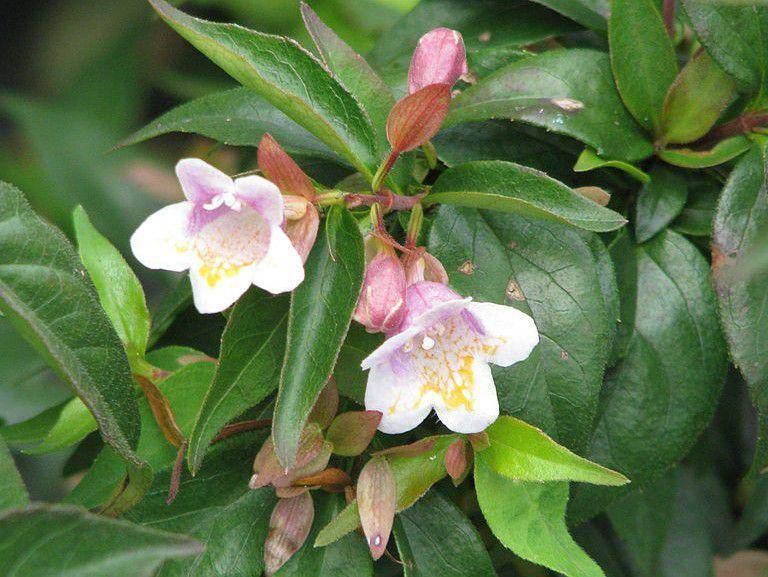 abelia engleriana (commons.wikimedia.org/peganum)