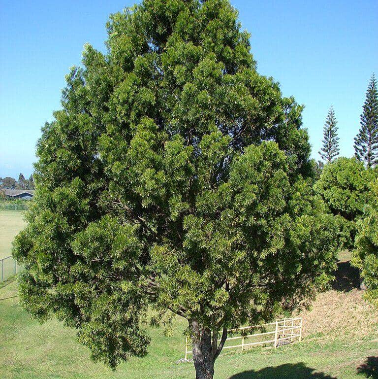 pinus pakis afrika (commons.wikimedia.org/Forest & Kim Starr)