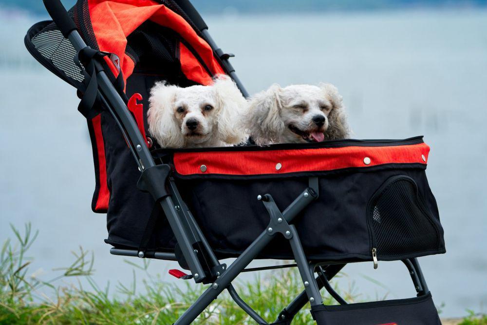 Stroller anjing. (unsplash.com/@japhethr)
