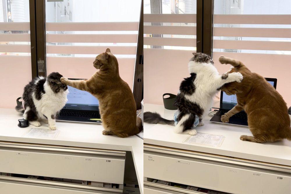 potret lucu drama kucing di tempat kerja (x.com/CatWorkers)