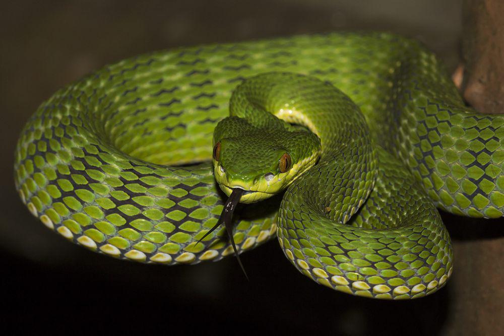 Viper hijau ekor merah (inaturalist.org/matthewkwan)