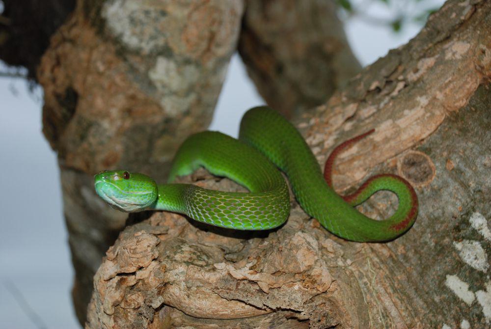 Viper timur (inaturalist.org/Ron Lilley)