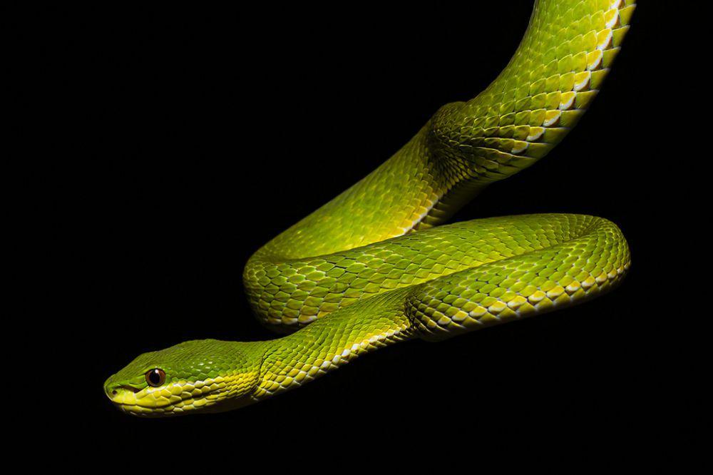 Viper hijau ekor merah, salah satu ular viper di Pulau Jawa (inaturalist.org/matthewkwan)