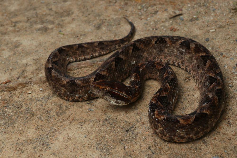 Ular gibug (inaturalist.org/Phakawat Kittikhunodom)