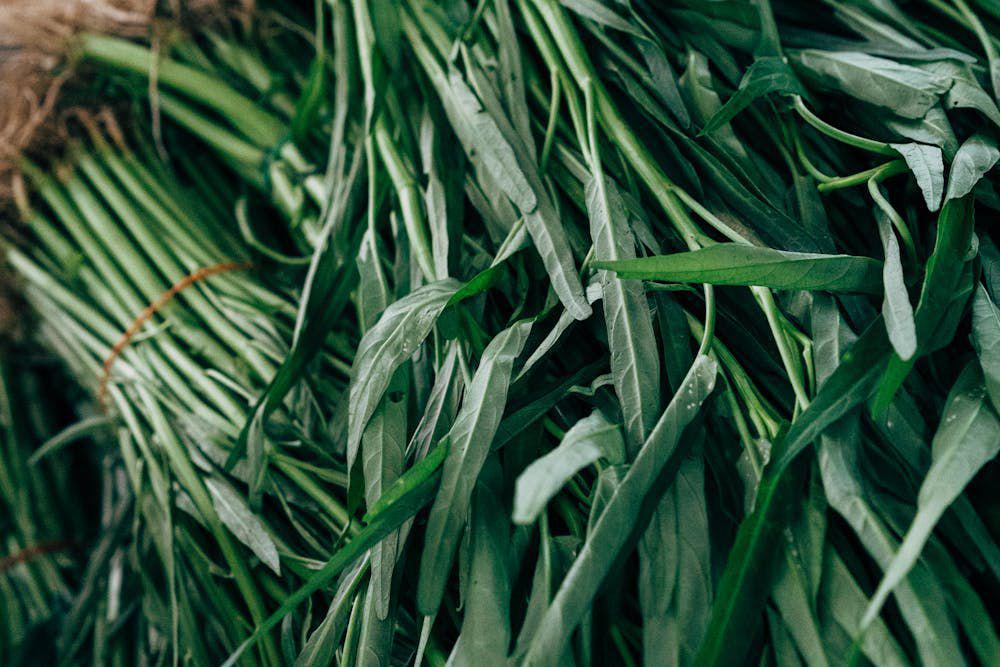 ilustrasi kangkung (pexels.com/MarkusWinkler)