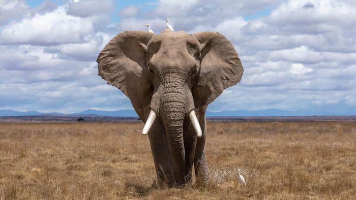 Zimbabwe Akan Musnahkan 200 Gajah untuk Atasi Kelaparan