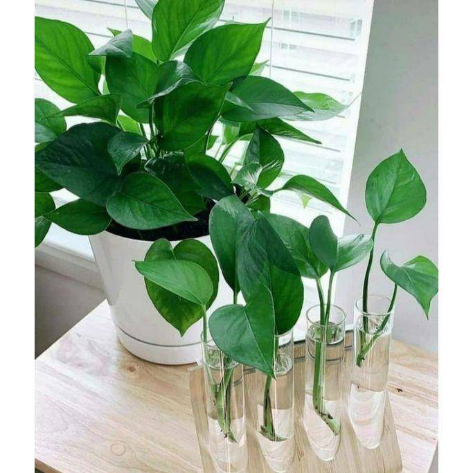 ilustrasi sirih gading jade pothos (shopee.co.id/AdiTaman4546)