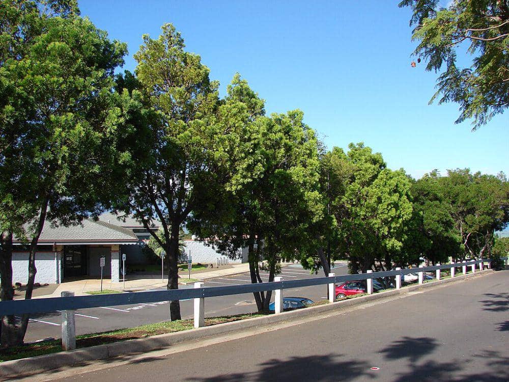 pinus pakis afrika (commons.wikimedia.org/Forest & Kim Starr)