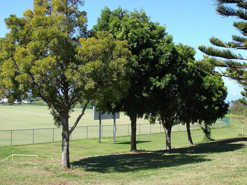 5 Fakta Pinus Pakis Afrika, Usianya Bisa Mencapai Lebih dari 100 Tahun