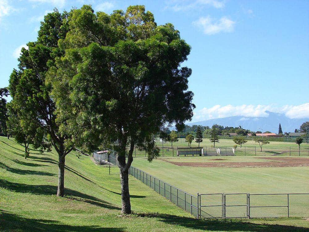 pinus pakis afrika (commons.wikimedia.org/Forest & Kim Starr)