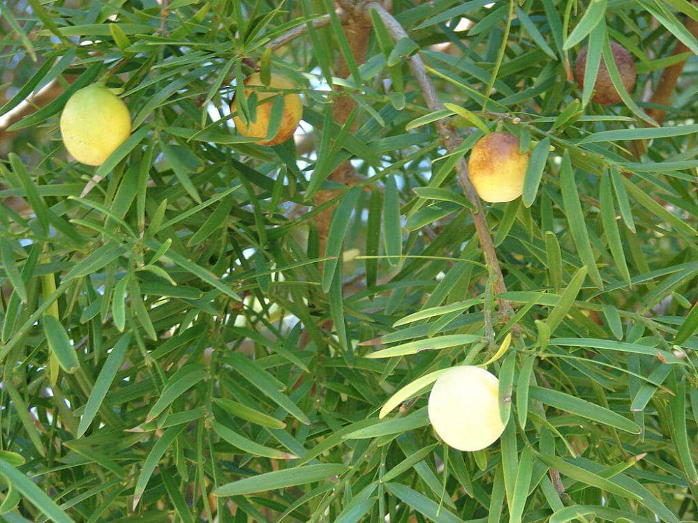 pinus pakis afrika (commons.wikimedia.org/Forest & Kim Starr)
