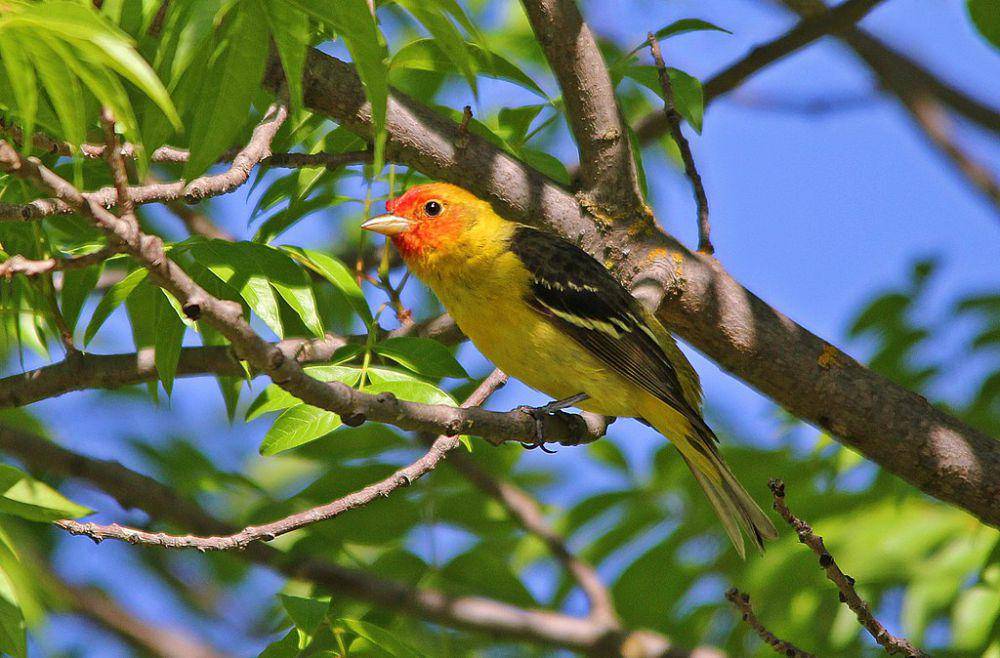 western tanager (commons.wikimedia.org/Shravans14)