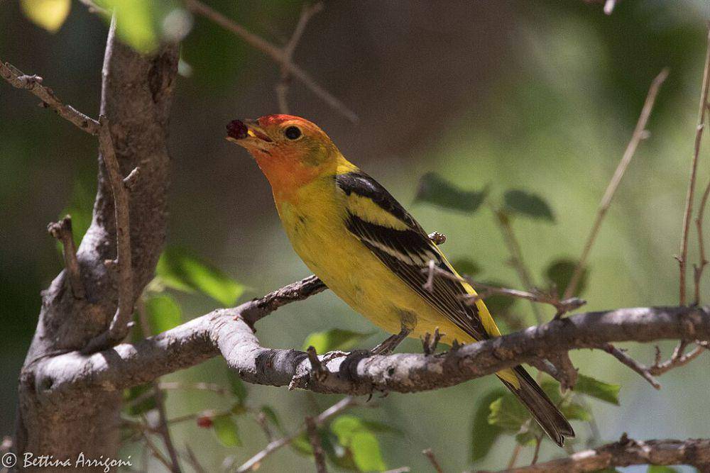western tanager (commons.wikimedia.org/Bettina Arrigoni)