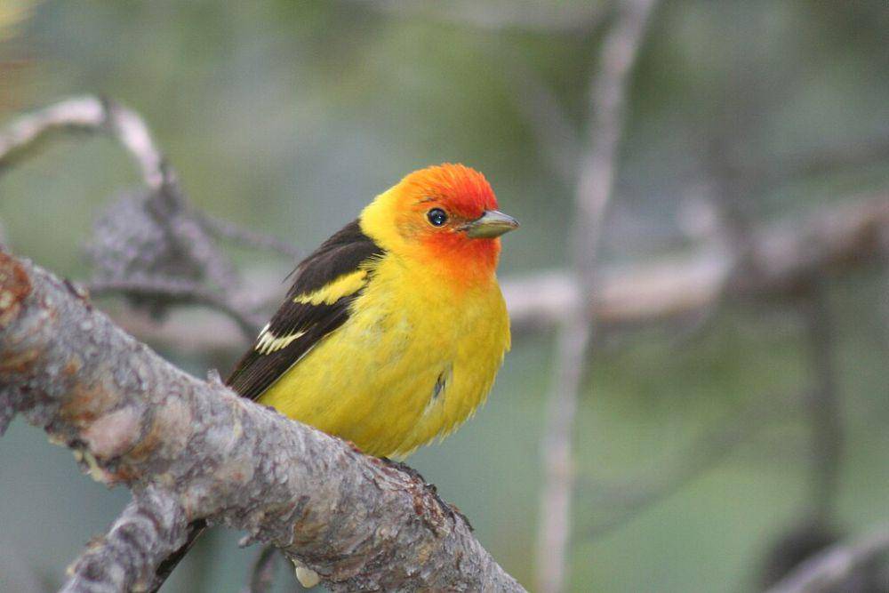 western tanager (commons.wikimedia.org/Kati Fleming)