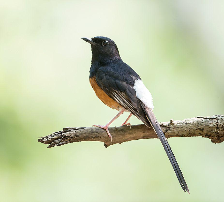 Ilustrasi burung Murai Batu (commons.m.wikimedia.org/Koshy Koshy)
