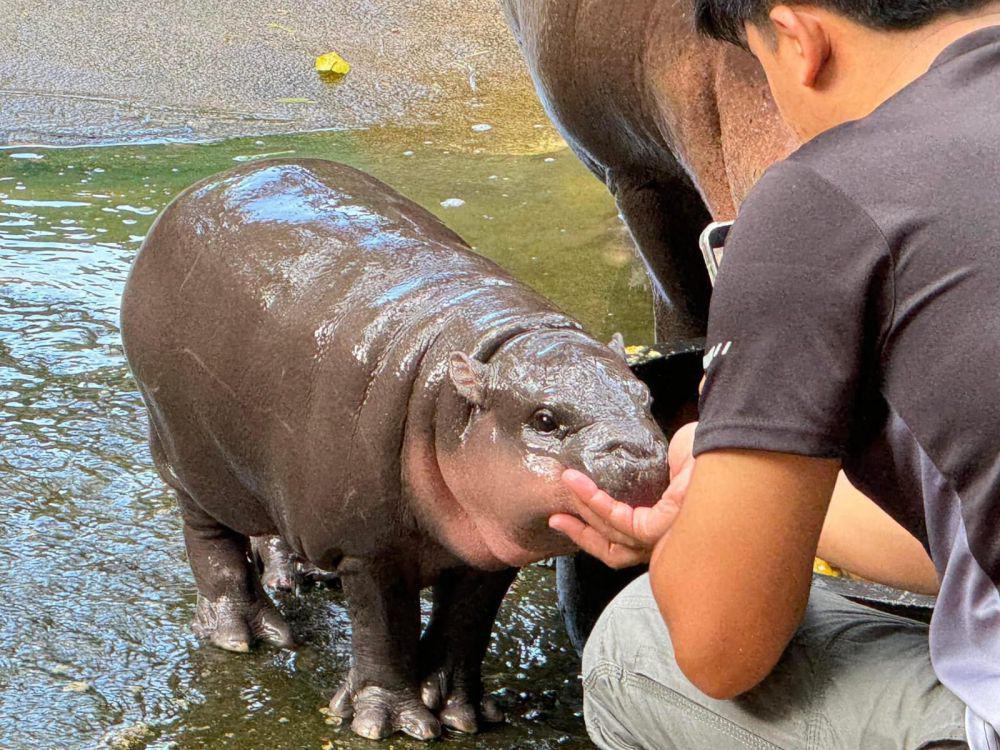 Durasi Kunjungan Kuda Nil Viral Moo Deng Kini Dibatasi