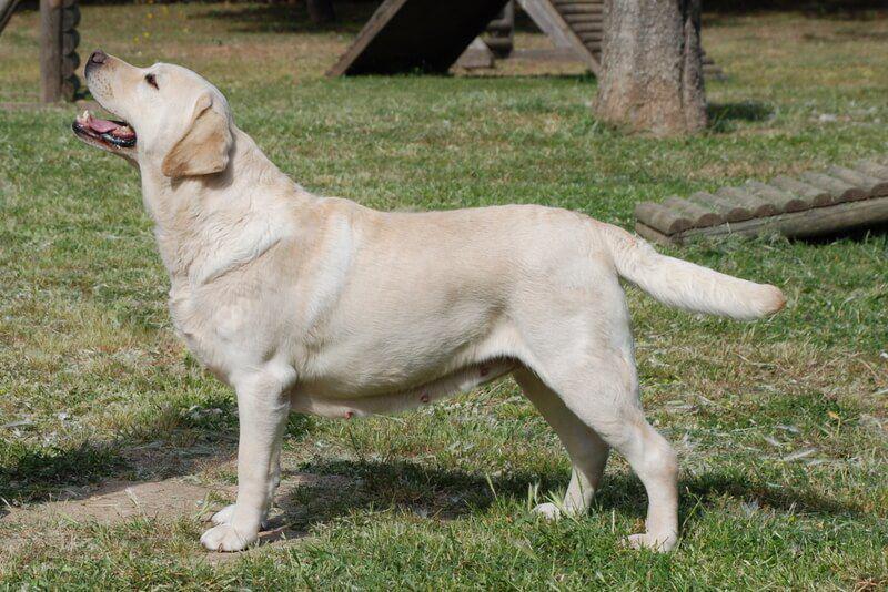 anjing yellow labrador retriever (commons.wikimedia.org/SixtyWeb)